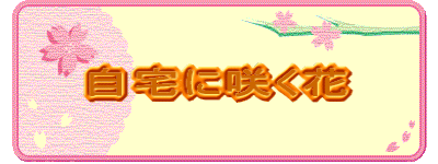 ����ɍ炭��